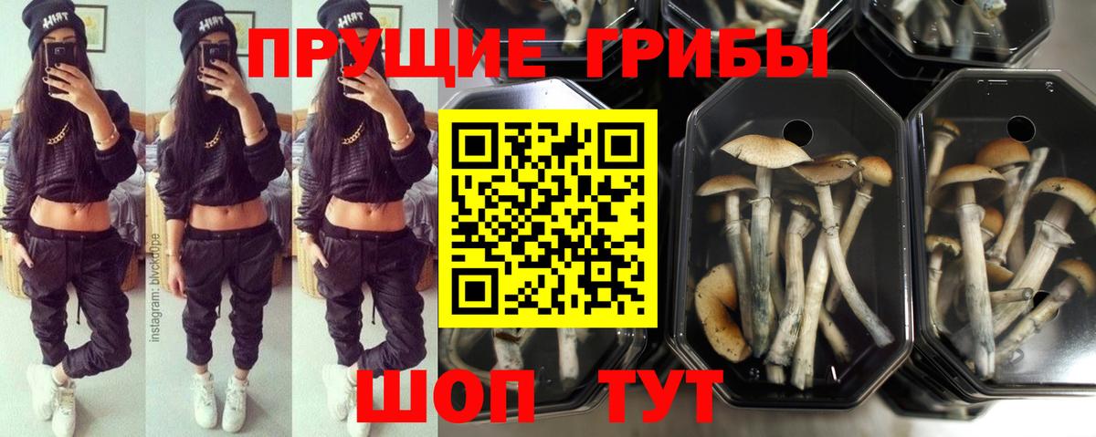 Сатка  Псилоцибиновые грибы ЛСД  Вход с VPN  Галлюциногенные грибы ЛСД 